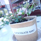 Heirloom Tomato Seedlings