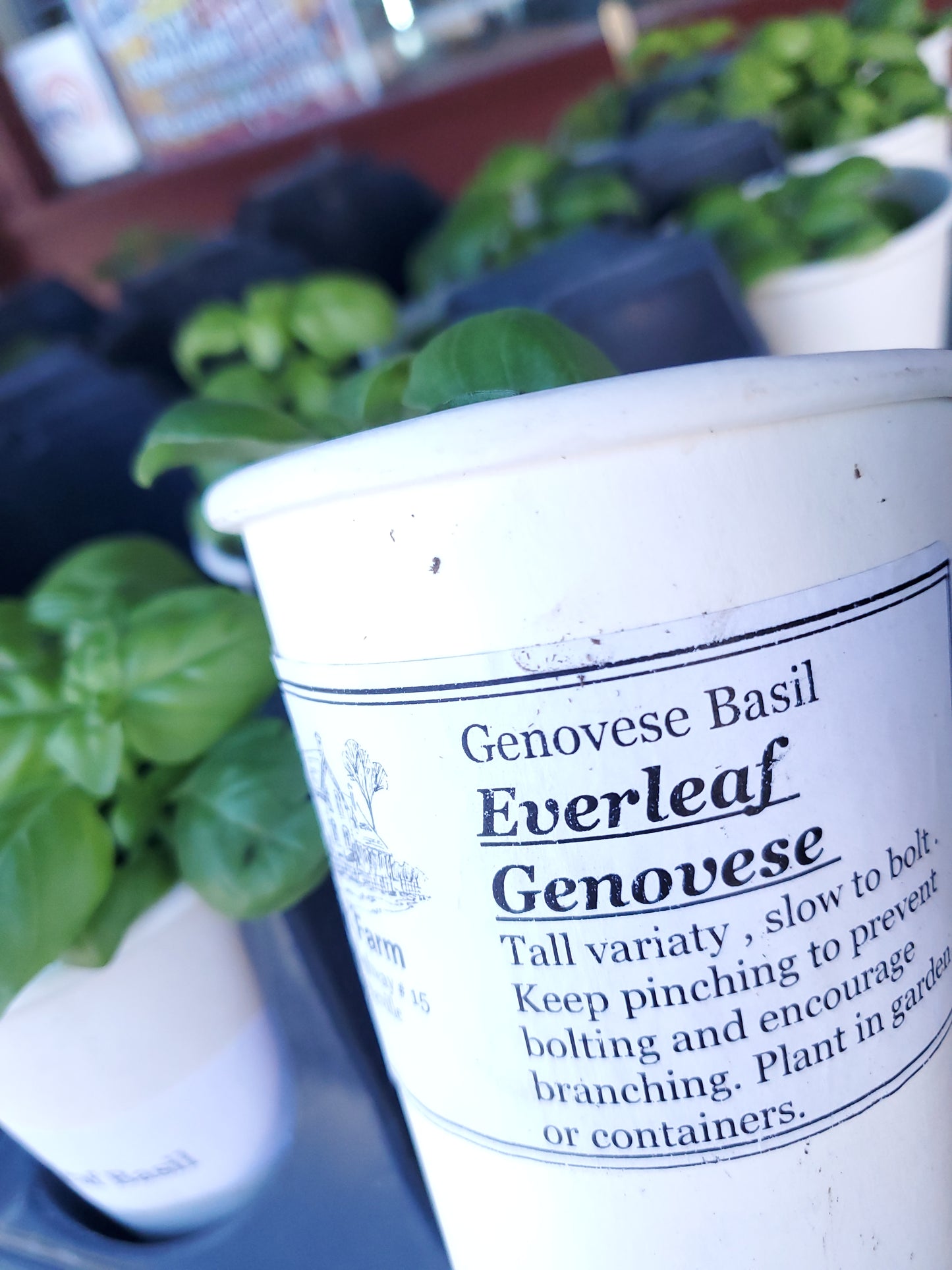 Heirloom Tomato Seedlings