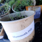 Heirloom Tomato Seedlings