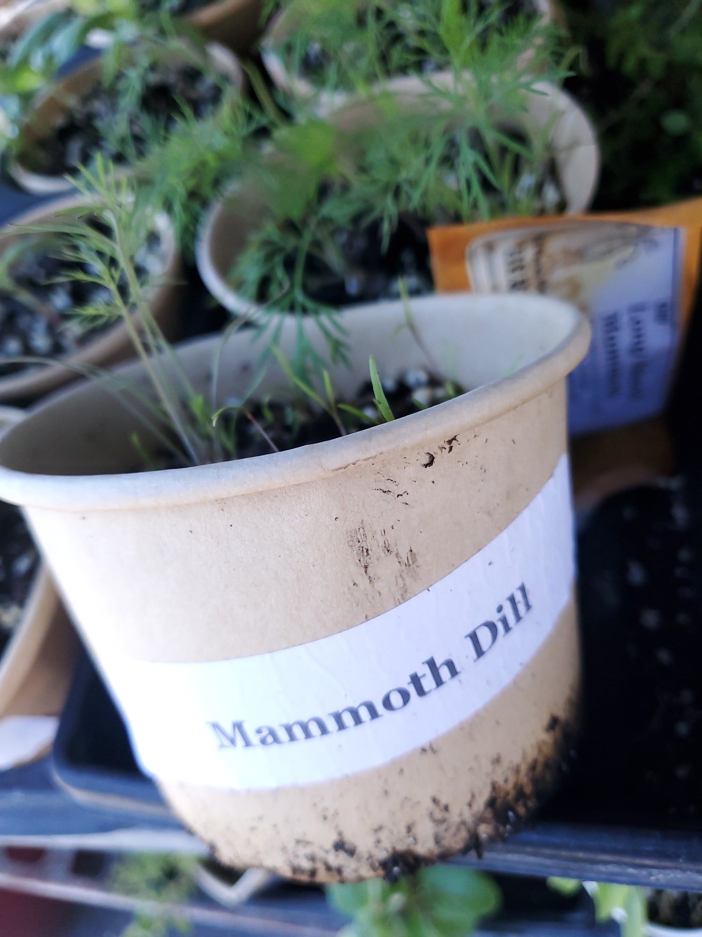 Heirloom Tomato Seedlings