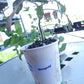 Heirloom Tomato Seedlings