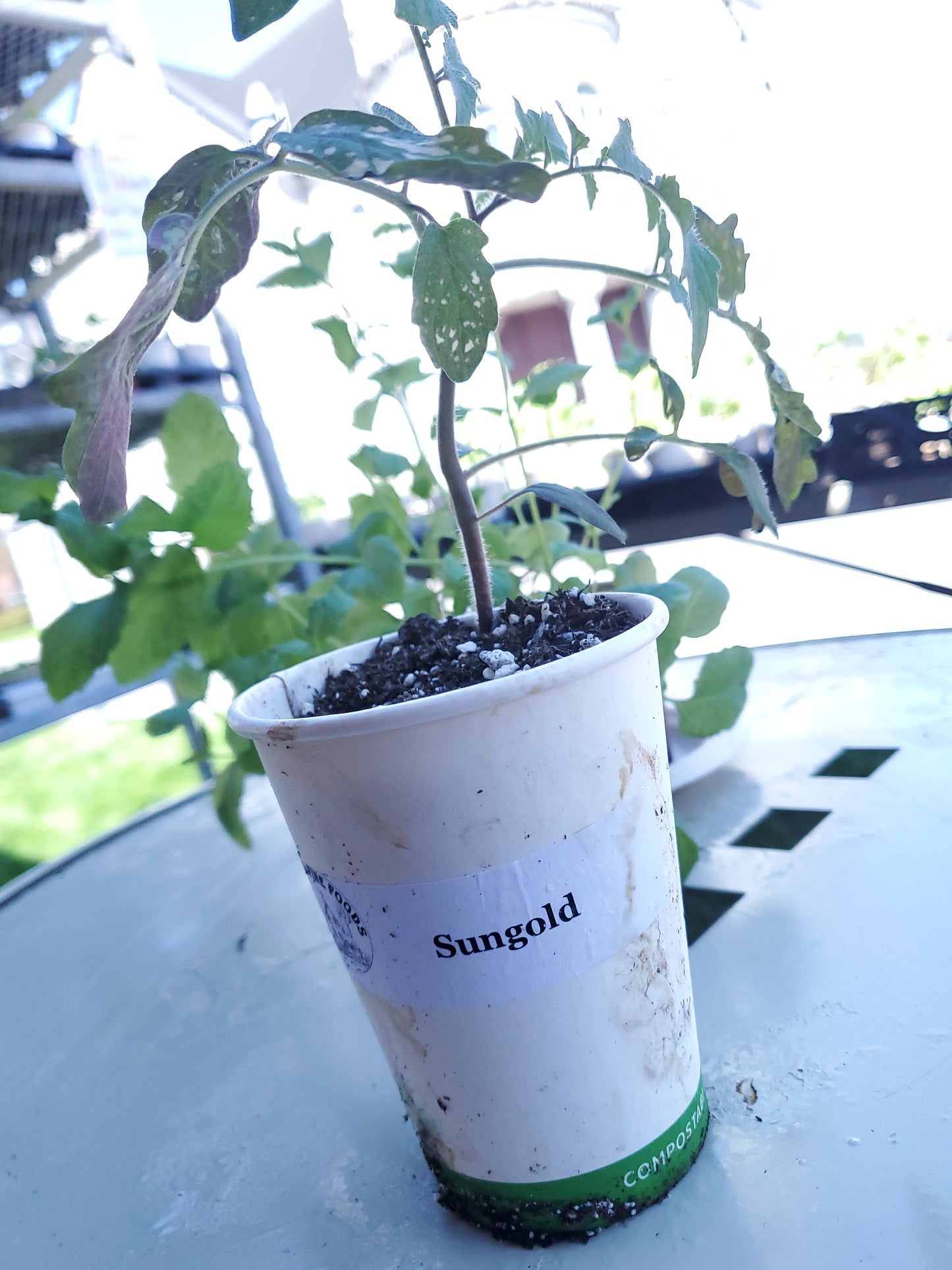 Heirloom Tomato Seedlings