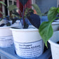 Heirloom Tomato Seedlings