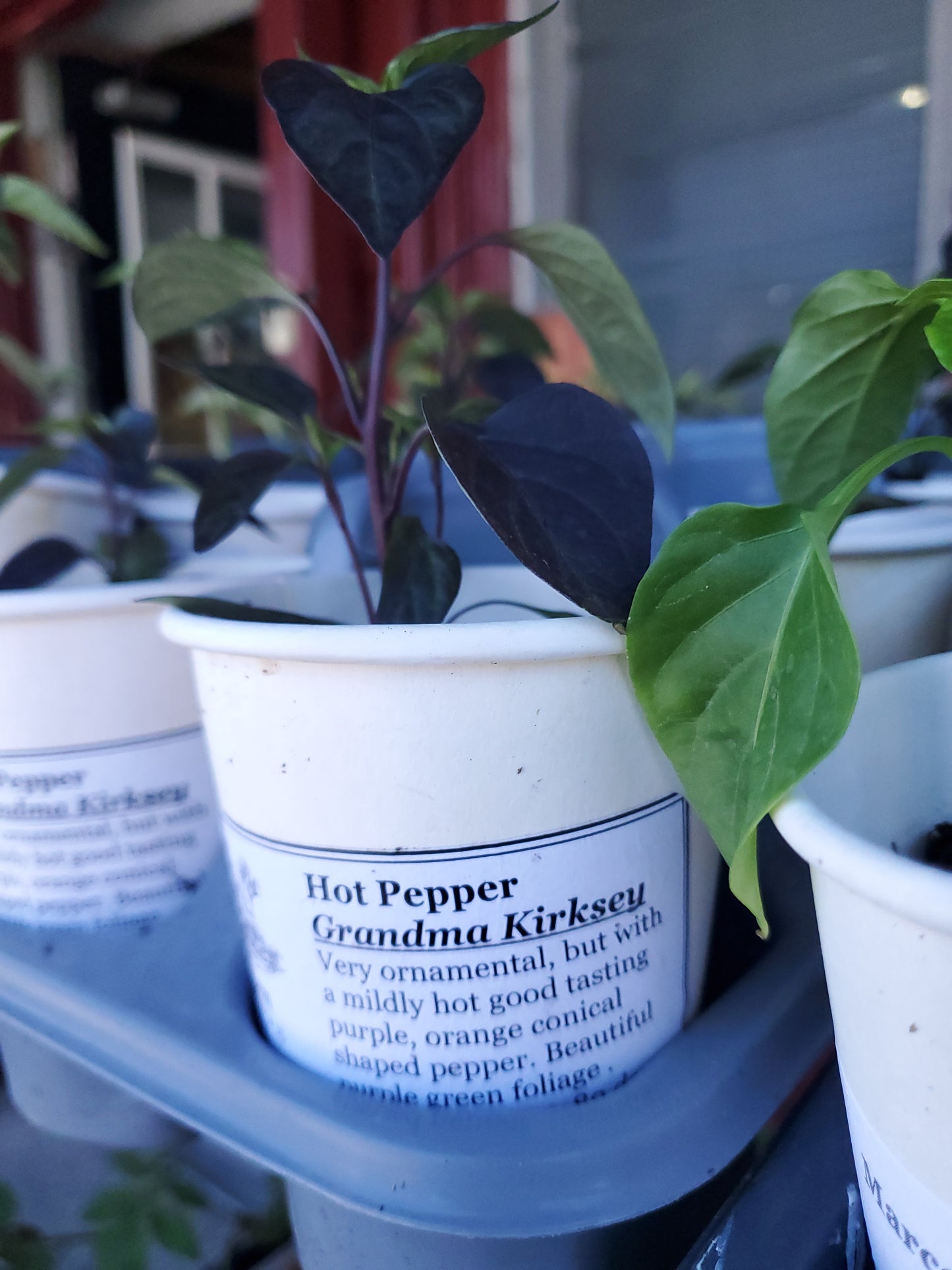 Heirloom Tomato Seedlings