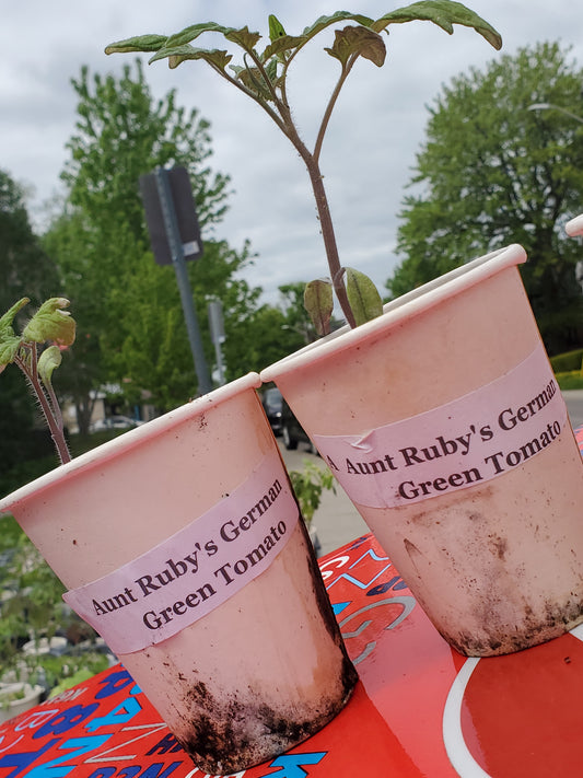 Heirloom Tomato Seedlings